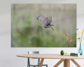 Burrowing owl prepares for landing. by Larissa Rand