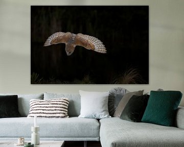 Barn owl in flight. by Larissa Rand