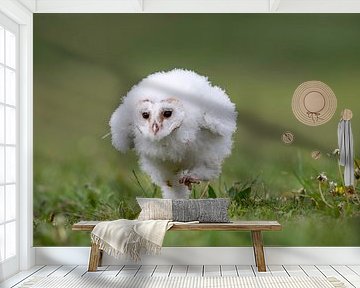 Young barn owl. by Larissa Rand
