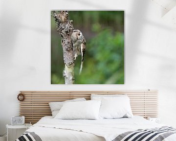 Long-eared owl climbing a tree trunk. by Larissa Rand