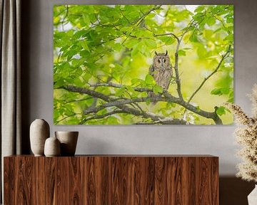 Long-eared owl in the tree by Larissa Rand