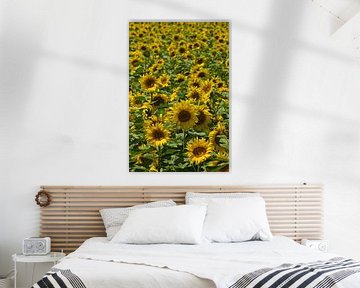 Champ de tournesols sur Anja B. Schäfer