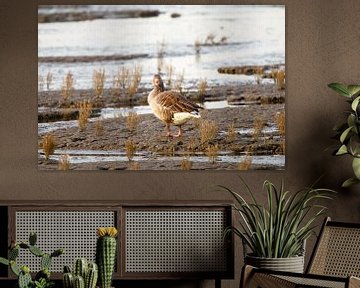 Greylag goose on the mudflats by Ostfriesenfotografie