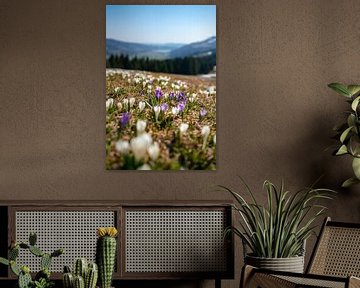 Crocus meadow above the Hündle on a spring day in the Allgäu Alps by Leo Schindzielorz