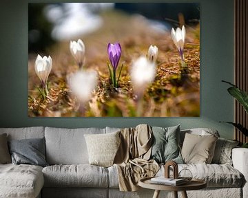 Crocus meadow at the Hündle in spring in the Allgäu region by Leo Schindzielorz