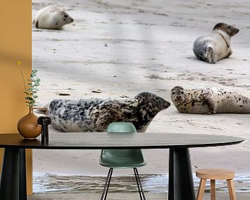 Zeehonden en grijze zeehonden van Dirk Rüter