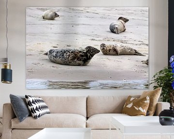 Zeehonden en grijze zeehonden van Dirk Rüter