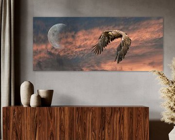 Ein Panorama eines europäischen Seeadlers. Der Vogel fliegt gegen einen dramatischen orange-schwarze