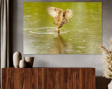 Een Oehoe hangt met gespreide vleugels boven een groen meer met reflectie in het water.