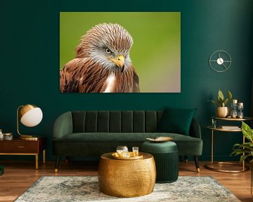 Head of a Red Kite, detailed feathers, eye and beak. Green background by Gea Veenstra