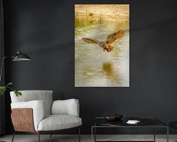 Een Oehoe, de roofvogel vliegt met uitgespreide vleugels  boven een meer. Mooie reflectie in het wat