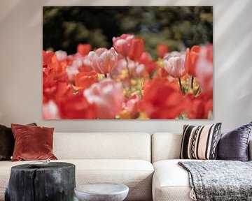 Pink Tulips in Springtime Sun by Jonai