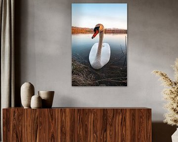 Swan at Sulzberg Lake for the evening by Leo Schindzielorz