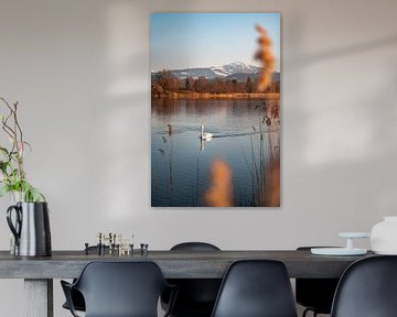 Swan at Sulzberger lake in the evening with the Grünten in the background by Leo Schindzielorz