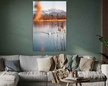 Swan at Sulzberger lake in the evening with the Grünten in the background by Leo Schindzielorz