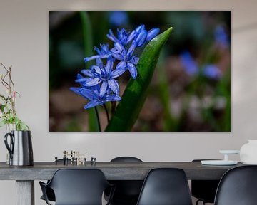 Een blauwe bloem in het bos van David Esser