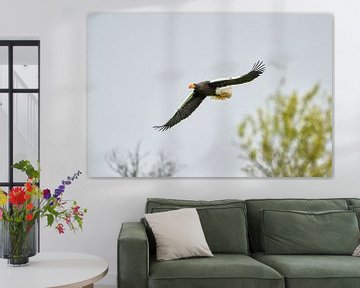 Stellerscher Seeadler fliegt über den Bäumen, gegen einen blauen Himmel. Der Raubvogel hat seine Flü