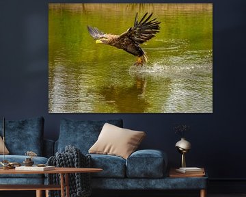 European Bald Eagle hovers over the water to grab prey.  Gold, yellow and green colours.