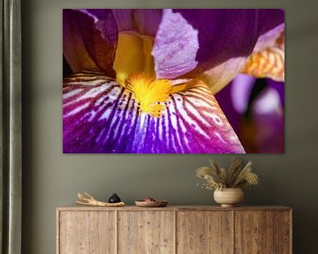 Firework of natural colours - Iris, Heike Jess by 1x