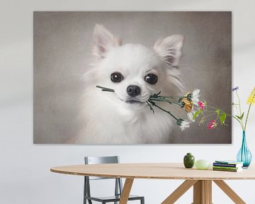 Chihuahua mit Blumen, Lienjp  von 1x