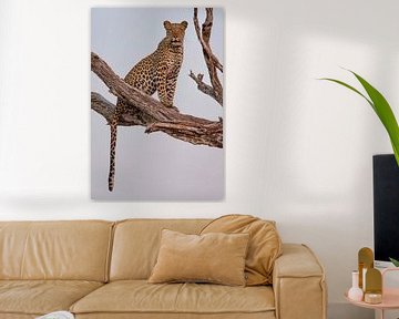 Leopard Portrait, Rob Darby by 1x