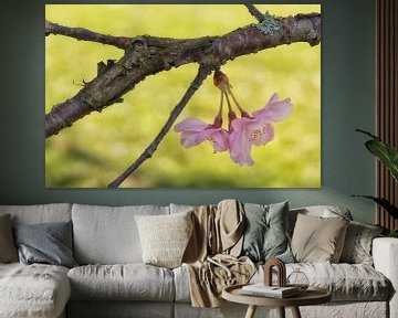 Branch with blossom by Moetwil en van Dijk - Fotografie