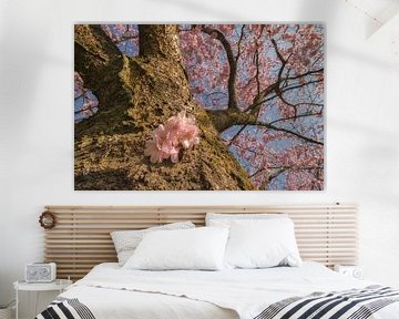 Lentebloesem van Prunus van Moetwil en van Dijk - Fotografie