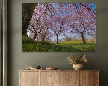 Prunus trees by Moetwil en van Dijk - Fotografie