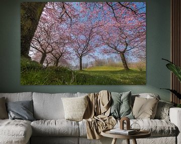 Prunus bomen van Moetwil en van Dijk - Fotografie
