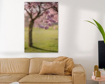 Fleur de cerisier japonais sur Moetwil en van Dijk - Fotografie