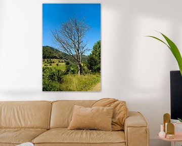 Dead tree in the Black Forest by Steven Van Aerschot