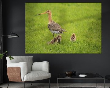 Uferschnepfe mit Jungen (Nationaler Vogel) von Rinnie Wijnstra