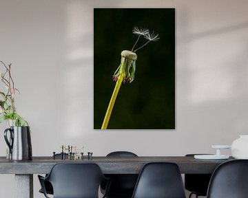 Paardenbloem - alleen is ook maar zo alleen