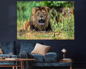 Relaxed lion by John Linders