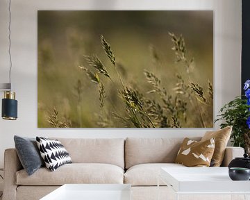 High grass after a shower in the sun by KB Design & Photography (Karen Brouwer)