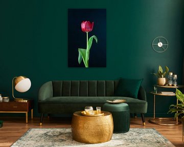 Tulpe rot von Atelier Meta Scheltes