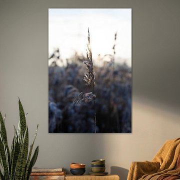 Vollkorn-Eiskristalle