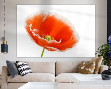 Poppy with white edge 2 by Tanja van Beuningen