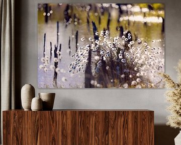 Cotton grass in the bog by Kurt Krause