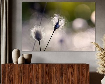 Cottongrass backlit