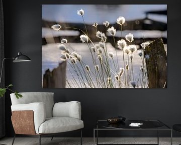 Cotton grass in the bog by Kurt Krause