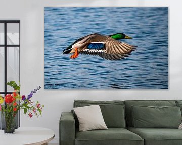 Flying duck