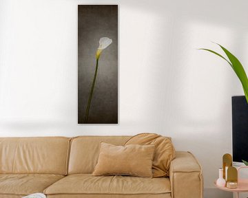 Sierlijke bloem - Calla No. 2 | Vintage Style Panorama van Melanie Viola