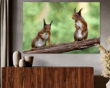 Squirrel in mirror image by Ronny Struyf