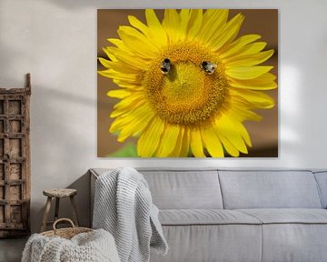 Sonnenblume mit 2 hungrigen Hummeln von Talitha Blok