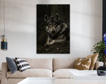 Wolf von Larsphotografie