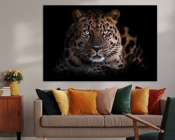 het krachtige wrede gevaarlijke luipaard kijkt uit de duisternis, geïsoleerde volledig gezicht zwart van Michael Semenov