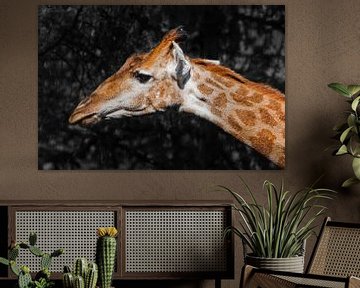 Hoofd van een giraffe op een achtergrond donker leuk dier van Michael Semenov