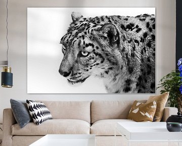 Zwart-wit monochroom luipaard kijkt verwijtend, portret van een droevig beest witte achtergrond