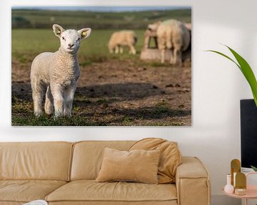 Can I be on the picture? - Texel lamb
